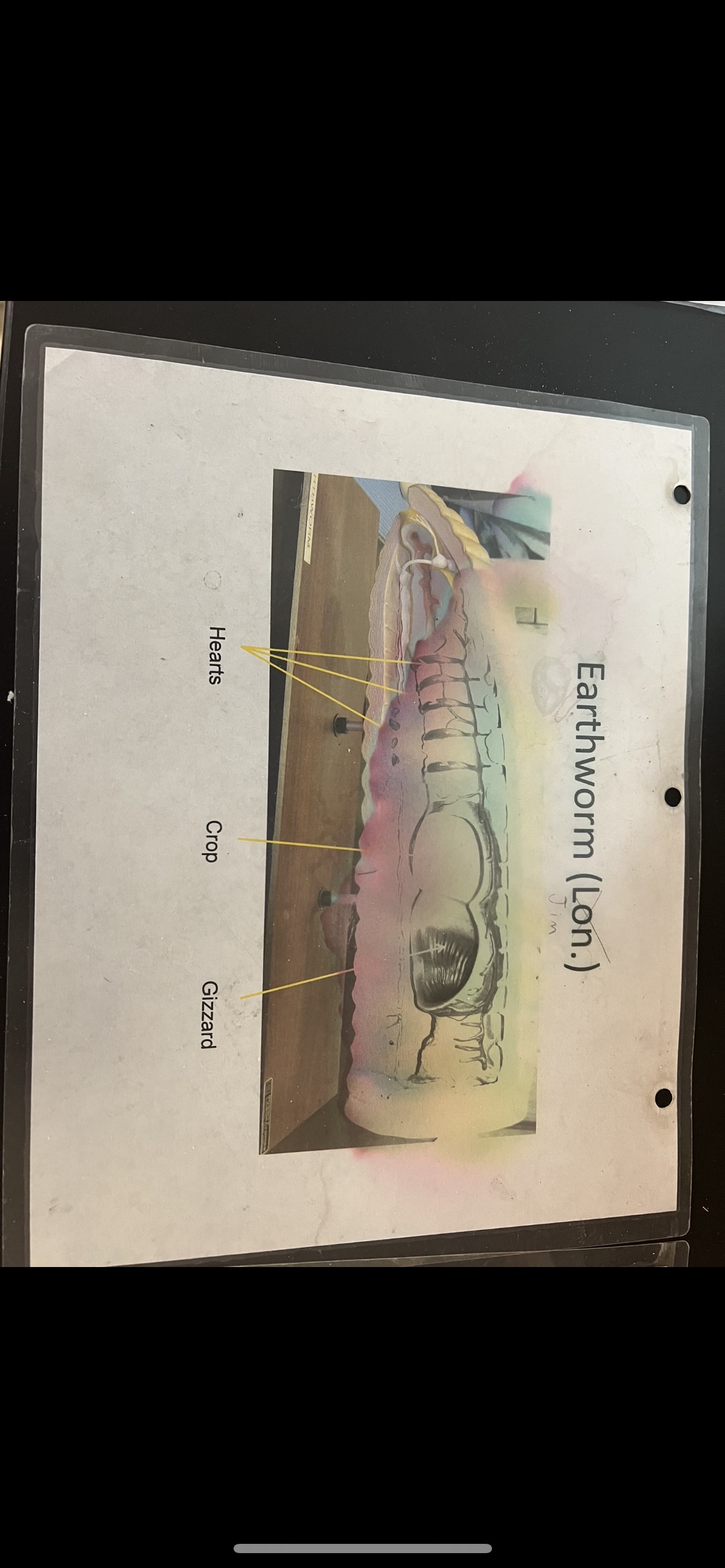 knowt flashcard image