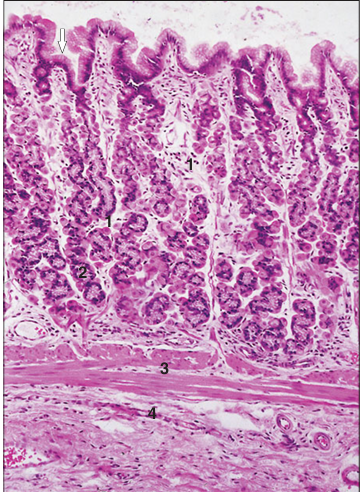 <p>Identify the structure:</p><p>Specie:</p><p>Parts:</p><p>1.__ 2.__ 3.__ 4.__</p><p>Stain used:</p>