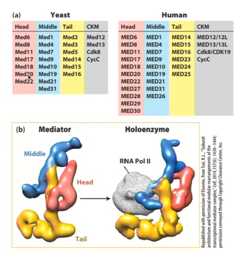 <ul><li><p>The subunits are highly conserved (yeast and humans have similar subunits)</p></li><li><p>When individual activators interact with the tail domain or head domain, there is a<strong> conformational shift</strong>&nbsp;in the mediator that allows it, through its interaction with the <strong>middle domain, to interact directly with RNA polymerase II&nbsp;</strong></p></li><li><p><strong>There is a rotational change within the mediator that somehow exposes the middle domain</strong></p></li></ul><p></p>