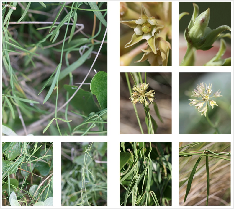 <p>-5 star-shaped petals<br>-very skinny stem<br>-longer, skinny leaves but thicker than stem<br>-10 to 12 flowers</p>