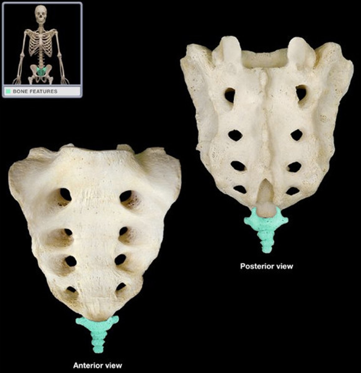 <p>a small, triangular bone at the base of the spinal column. Formed by 3-5 coccygeal vertebrae.</p>