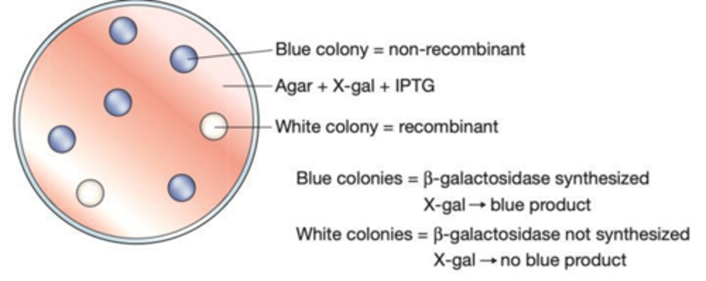<p>It indicates the presence of functional B-galactosidase, meaning the plasmid does not contain an insert in the lacZ' gene.</p>