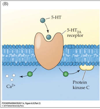 <p>activation of phospholipase C which increases PKC</p>