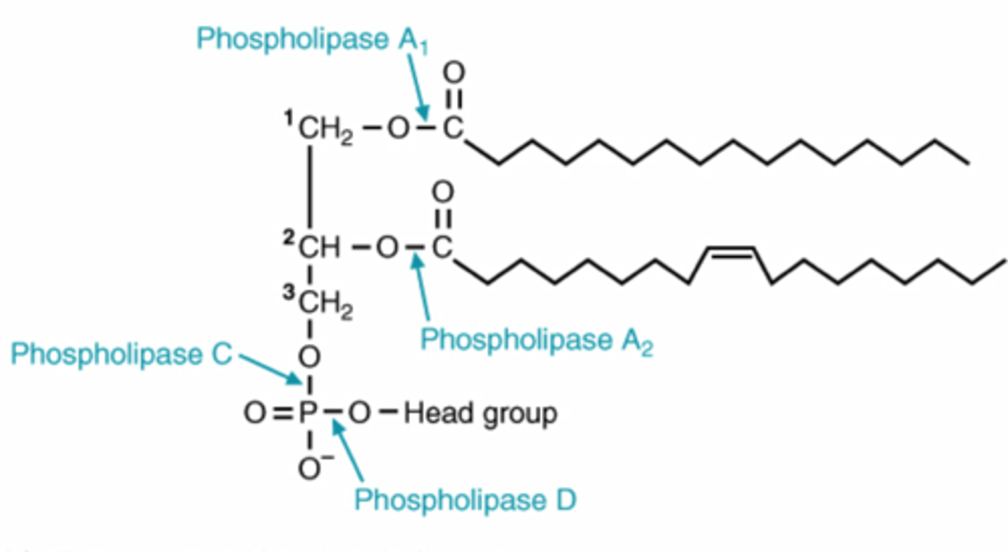 <p>-remove fatty acids at 1 and 2 for glycerophospholipid degradation</p>