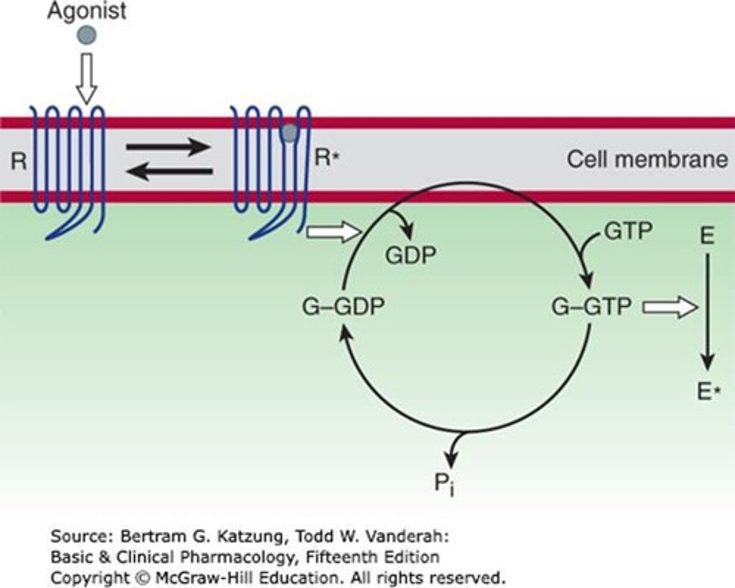 <p>Transmembrane receptor coupled with an effector enzyme by G protein, modulating production of an intracellular second messenger.</p>