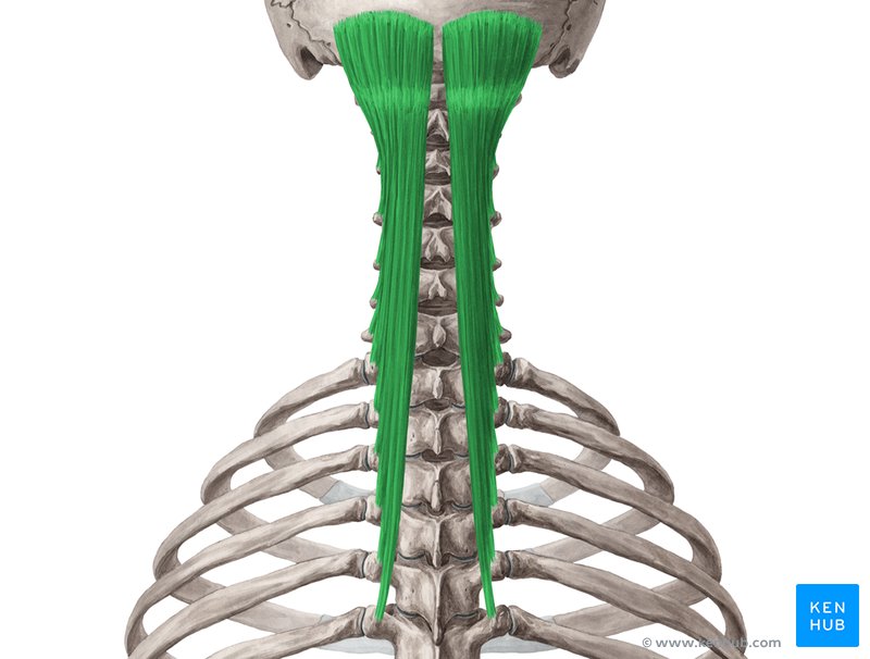 <p>O: AP of C4-C7, TP of T1-T6 I: Between superior and inferior nuchal lines N: Spinal nerve and greater occipital A: Extension of neck, head, and trunk</p>