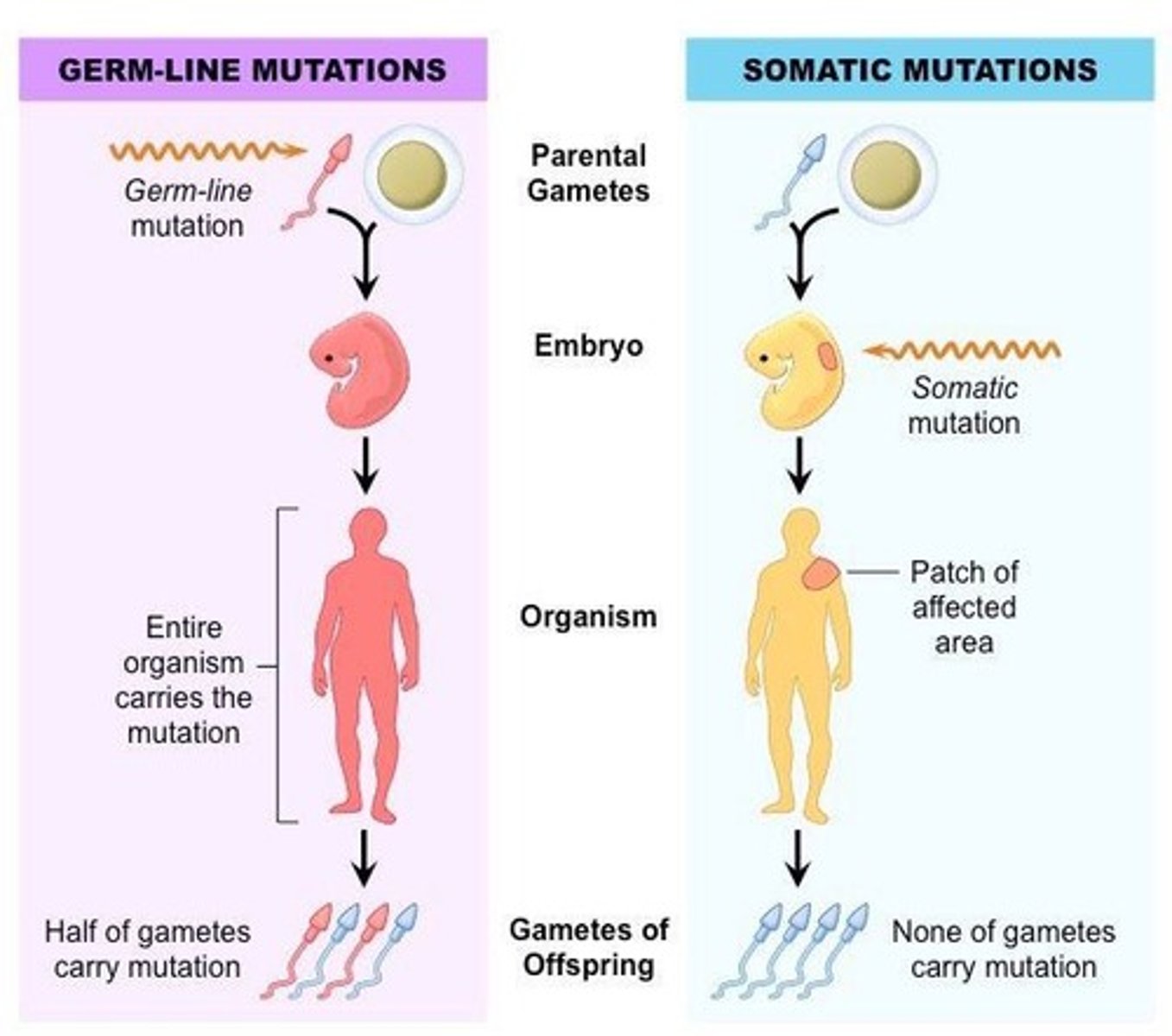 <p>Germline mutations occur in reproductive cells and can be passed to offspring, while somatic mutations occur in non-reproductive cells and are not inherited.</p>