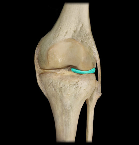 Fibrous cushioning on either side of the knee joint