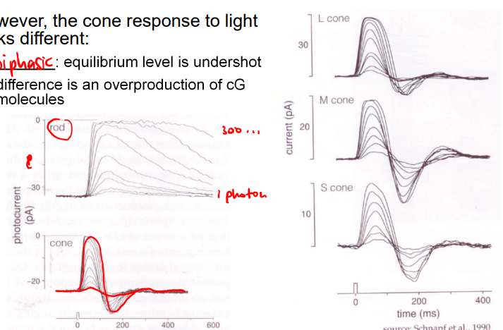 <p>similar to that described of rods but they mostly occur on infoldings of the plasma membrane rather than on disks</p><ul><li><p>one part looks different: it is biphasic (equilibrium level is undershot)</p></li><li><p>difference is an overproduction of cG molecules</p></li></ul><p></p>