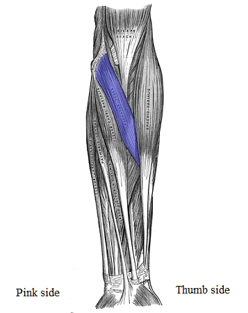 <p>anterior (front side of armm)</p>