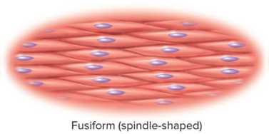 <p>Fusiform</p>