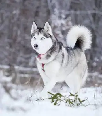 <p>Standard Schnauzer</p>