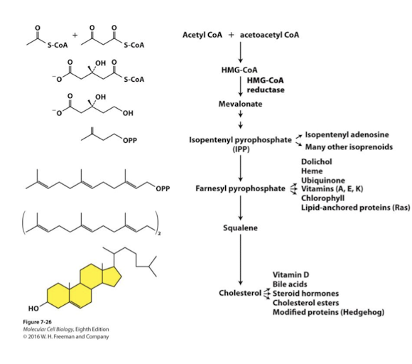 <p>Step 2 production of Mevalonate is the rate limiting step. </p><p>The rate limiting step of cholesterol synthesis is catalyzed by the ER transmembrane protein HMG-CoA-Reductase which removes the CoA and releases a 5-carbon molecule called mevalonate into the ER. </p>
