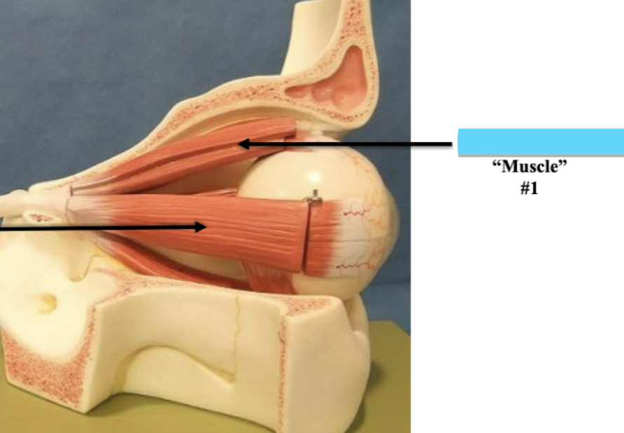 <p>Label muscle #1 </p>