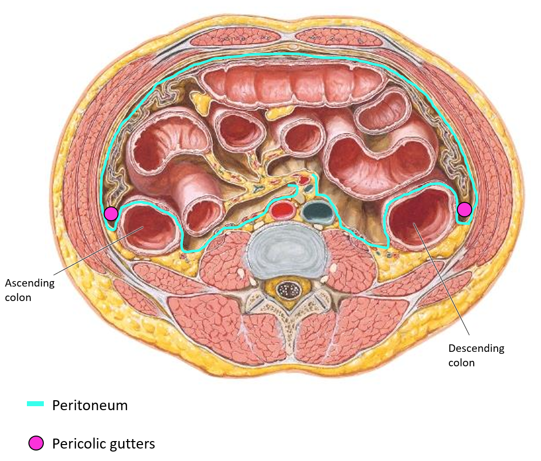 <p>Trough-like spaces between the <strong>colon and the abdominal wall</strong>, formed by the <strong>visceral peritoneum</strong>.</p><p>They allow <strong>fluid movement</strong> within the abdominal cavity.</p><p></p>