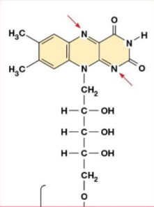 <p>What would be added to the Nitrogen’s on FAD after it it reduced</p>