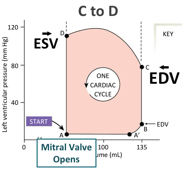 <ul><li><p>A-B: ventricle is filling</p></li><li><p>B-C: isovolumic contraction. mitral valve closes and aortic valve opens</p></li><li><p>C-D: ejection of blood into aorta (C volume - D volume = stroke volume)</p></li><li><p>D-A: isovolumic relaxation</p></li></ul><p></p>