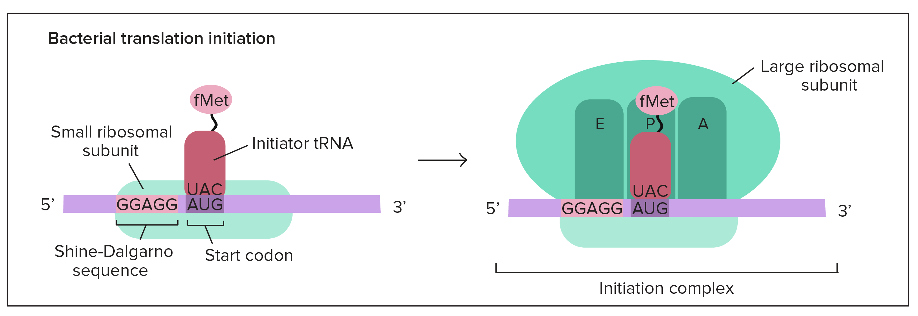 <ol><li><p>5’ GTP cap attaches to the small ribosomal subunit</p></li><li><p>tRNA w/ the start <strong>anti</strong>codon (UAC) attaches to the mRNA start <strong>codon</strong> (AUG) at the P site</p></li><li><p>the large ribosomal subunit attaches to the complex which makes a complete ribosome</p></li></ol>