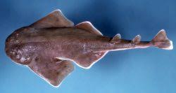 <p>order of angel sharks </p><p>flattened bodies, pectoreal and pelvic fins held horzonatally </p><p>dorsal fins: 2 </p><p>reproduction: oboviviparous </p>