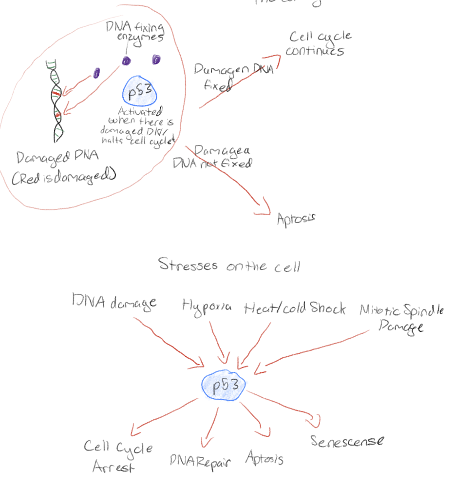 <p>Activated by damaged DNA</p><p>Halts the cell cycle and recruits enzymes to repair DNA</p><p>Activates apoptosis if DNA cannot be repaired</p>