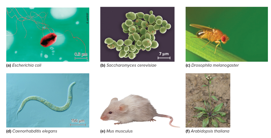 <p><span>Non-human species that are extensively studied to reveal the mechanisms of biological phenomena</span></p>