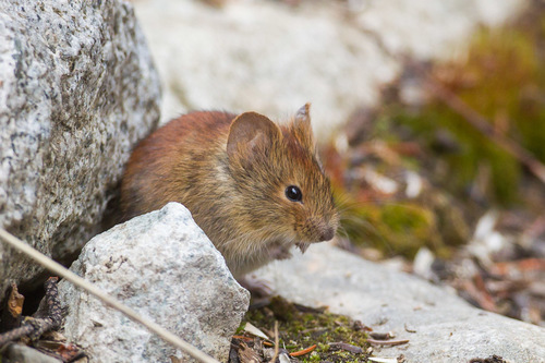 <p><em>Myodes rutilus</em></p>
