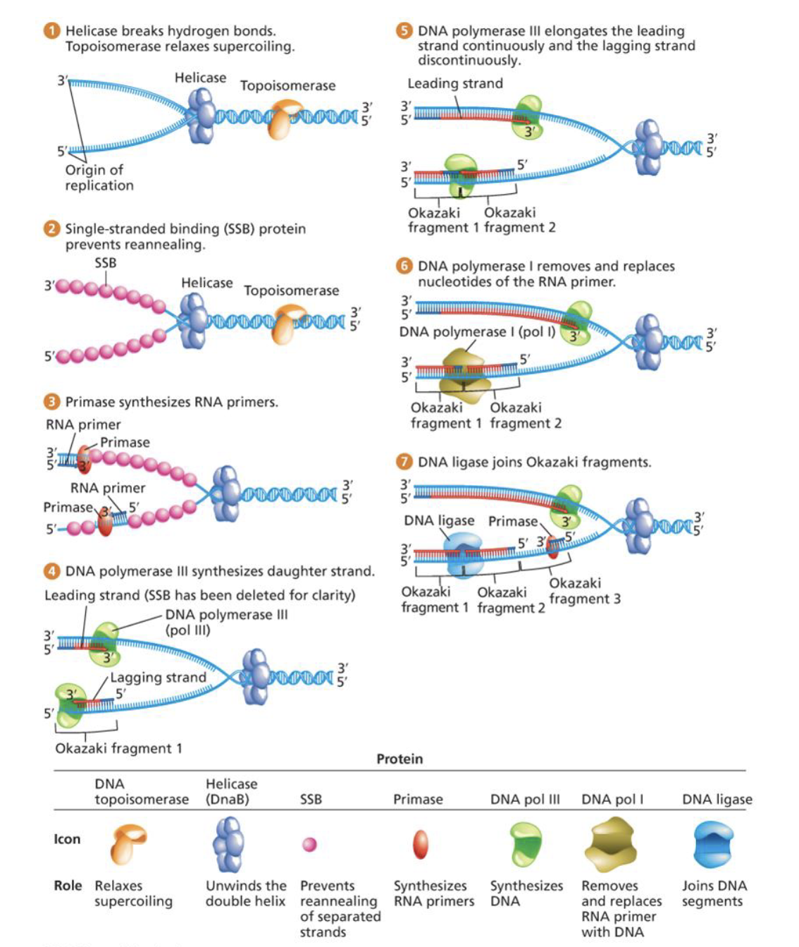 <ol><li><p>helicase breaks h-bonds and topoisomerase relaxes supercoiling</p></li><li><p>single-stranded protein prevents reannealing</p></li><li><p>primase synthesizes RNA primers</p></li><li><p>DNA polymerase III synthesizes daughter strand</p></li><li><p>DNA polymerase III elongates the leading strand continuously and the lagging strand discontinuously&nbsp;</p></li><li><p>DNA polymerase I removes and replaces nucleotides of the RNA primer</p></li><li><p>DNA ligase joins Okazaki fragments&nbsp;</p></li></ol><p></p>