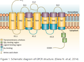 contain seven (7) tansmembrane domains/helices; largest superfamily of proteins encoded by animal genomes

- amino terminus: outside of the cell. carboxyl-terminus: inside of the cell
- 7 alpha helices connected by loops, which are also binding domains
- binds hormones, NTs, opium derivatives, chemoattractants, odorants, tastants, photons