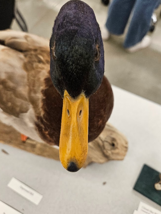 <p>the bill is wider than high </p>