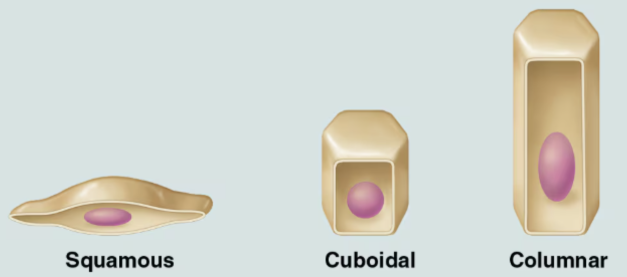 <ol><li><p><strong>Squamous cells</strong></p><ul><li><p>Flattened and scale-like</p></li></ul></li><li><p><strong>Cuboidal cells</strong></p><ul><li><p>Boxlike, approximately as tall as they are wide.</p></li></ul></li><li><p><strong>Columar cells</strong></p><ul><li><p>Tall and column shaped</p></li></ul></li></ol><p></p>