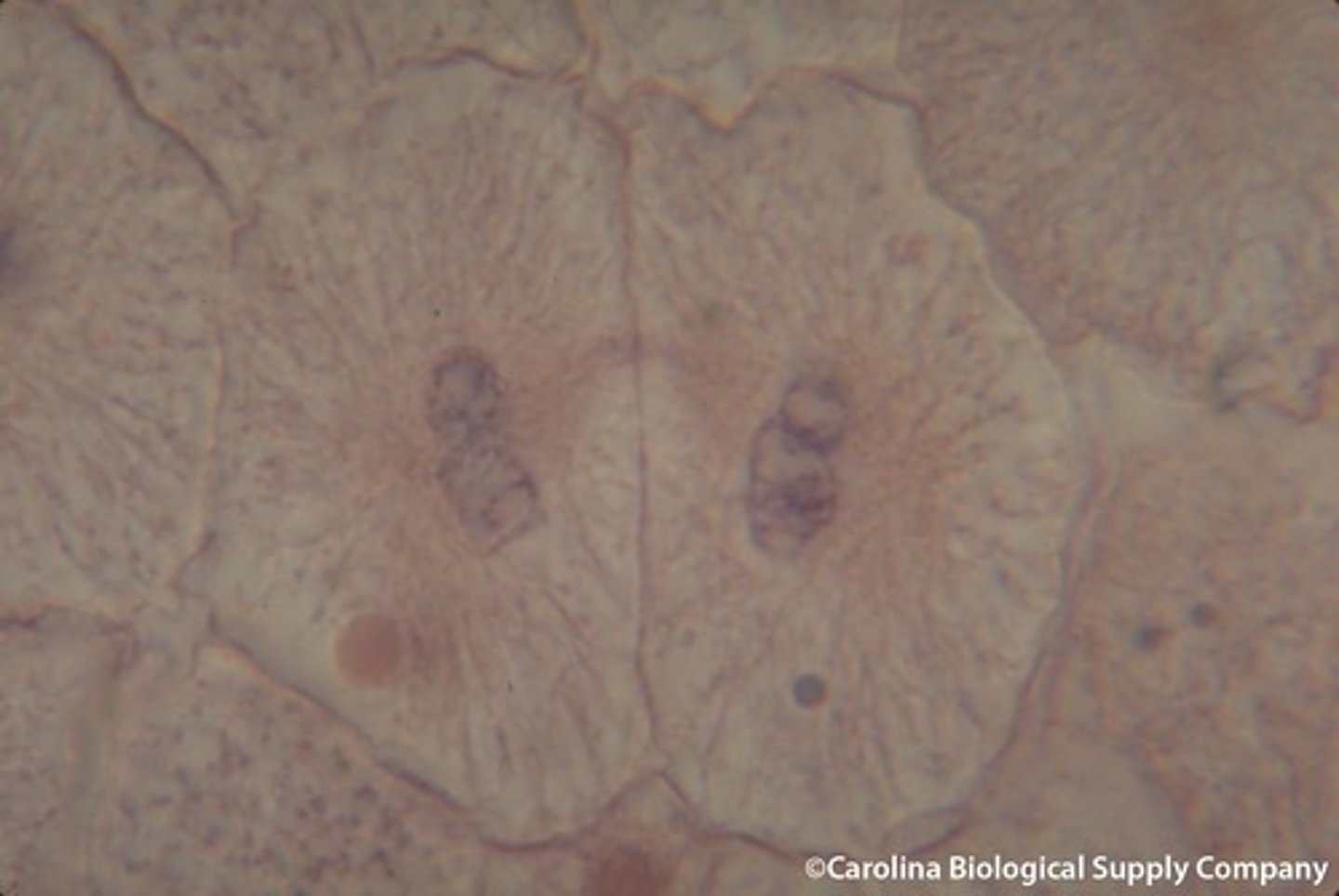 <p>the final phase of cell division, between anaphase and interphase, in which the chromatids or chromosomes move to opposite ends of the cell and two nuclei are formed.</p>