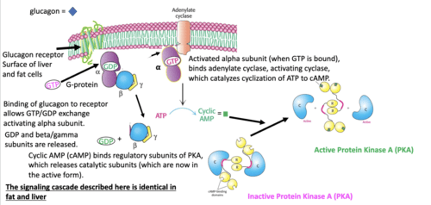 <p>initiates signaling cascade to activate PKA which is required to activate glycogen breakdown in liver cells</p>