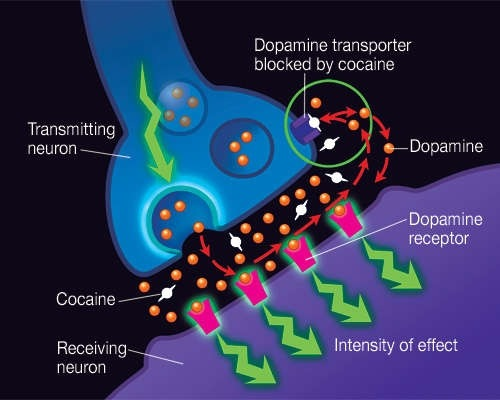 <p>Dopamine is a neurotransmitter that controls feelings of pleasure and motivation. Dopamine transporters remove dopamine from the synaptic cleft. </p><p>But the drug <strong>cocaine</strong> blocks these transporters. As a result, dopamine is not removed from the synaptic cleft, and high levels of dopamine remain in the synaptic cleft. Thus, dopamine receptors continually receive signals, and the euphoric feeling is continued. </p>