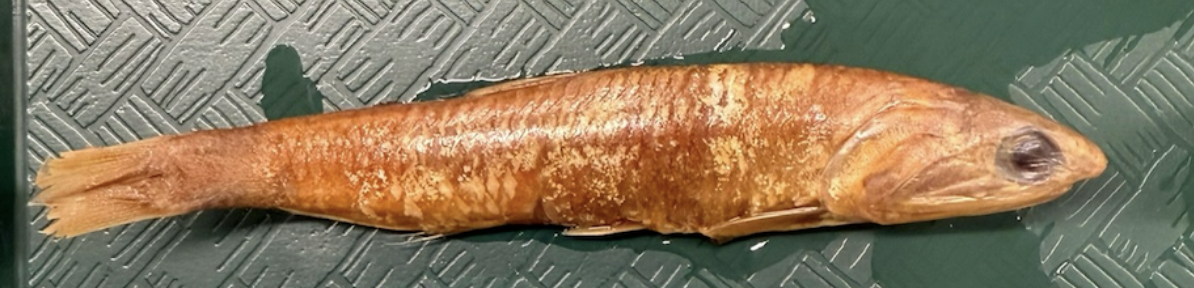 <p>Northern Anchovy <strong>Species</strong></p>