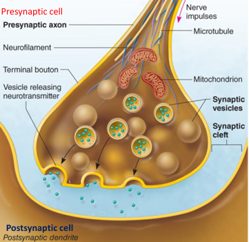 <p>Vesicular (axon and dendrite)</p>