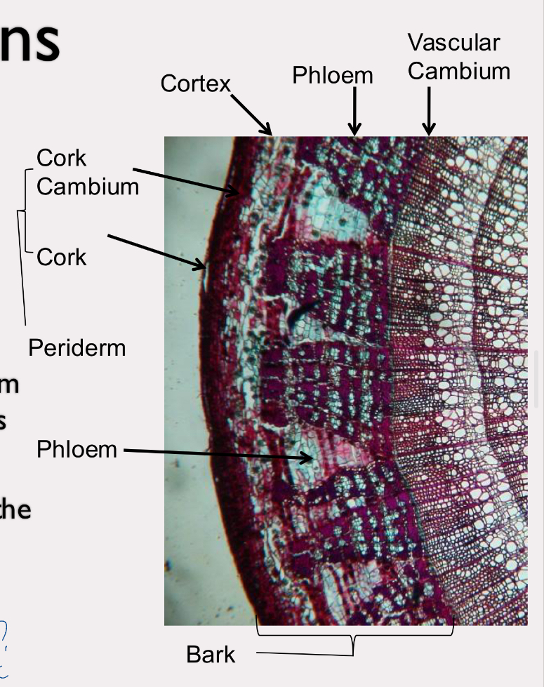 <p>seocondary growth from cork cambium in woody perennial dicots</p><p>epiderms is replaced by periderm</p><p>cork cambium produces phelloderm and cork, and waxy substance suberin thats added to cork </p><p>cork cambium, phelloderm, and cork are periderm</p><p>bark is periderm and phloem</p>