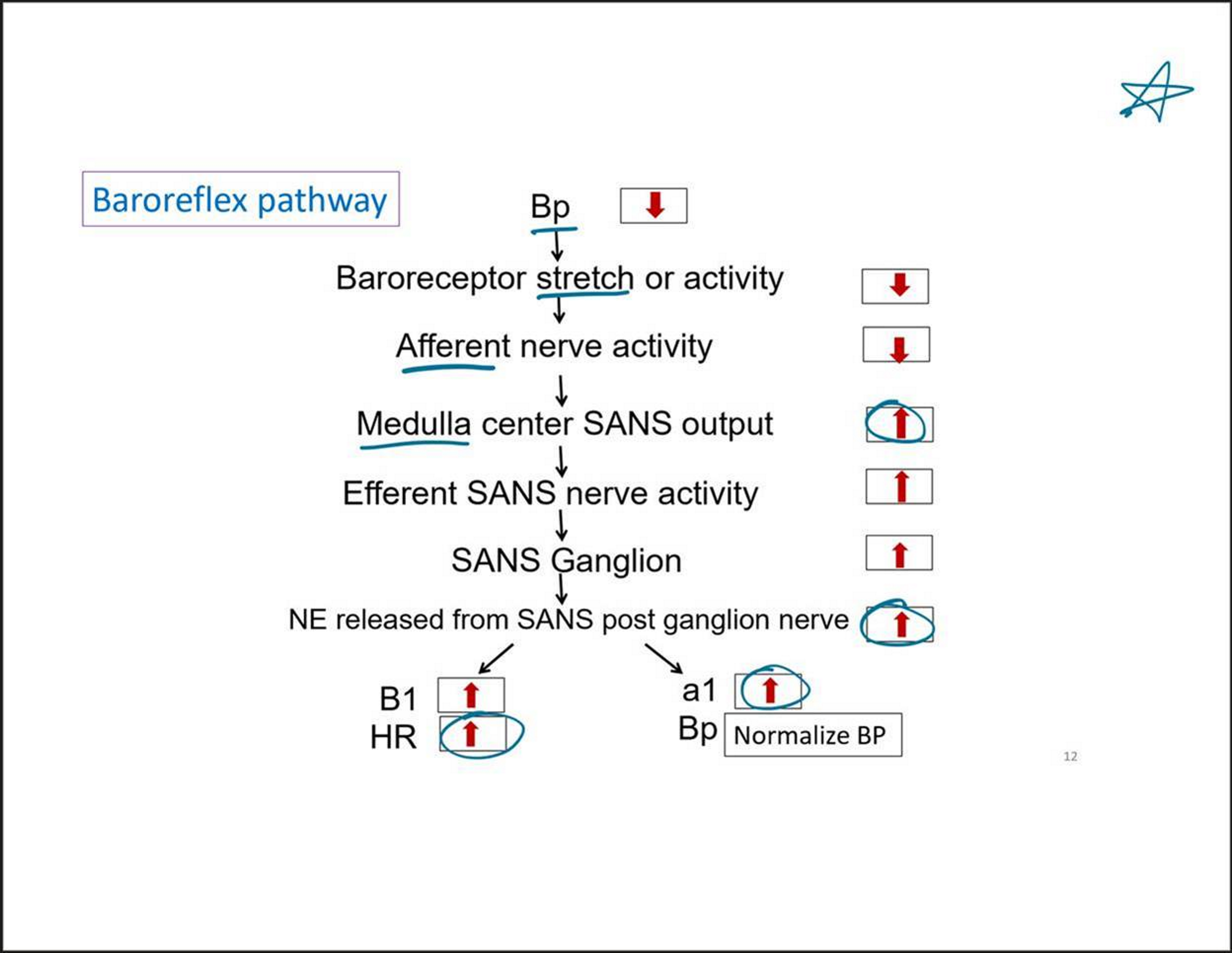 <p>Decreased BP → decreases stretch</p><p>Decreasing afferent nerve activity</p><p>Medulla increases sympathetic output (to increase BP)</p><ul><li><p>Increasing symp. Nerve activity</p></li></ul><p>NE is released from sympathetic post-ganglionic nerve</p><ul><li><p>B1 increased, so HR increases</p></li><li><p>Alpha 1 increased, BP normalized</p></li></ul><p></p>