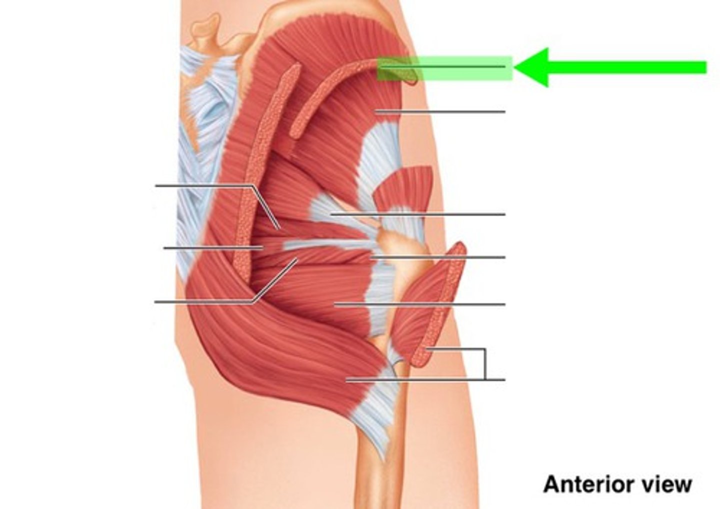 <p>What muscle is this?</p>