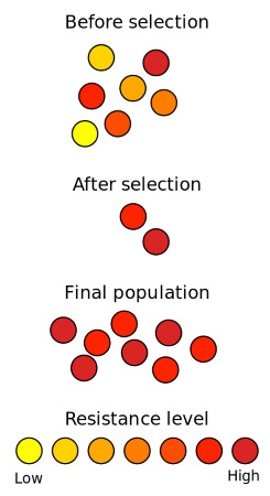 <p>The ability of an organism to survive and produce fertile viable offspring. Evolutionary fitness means reproductive success and heritability of adaptations had occurred.</p>