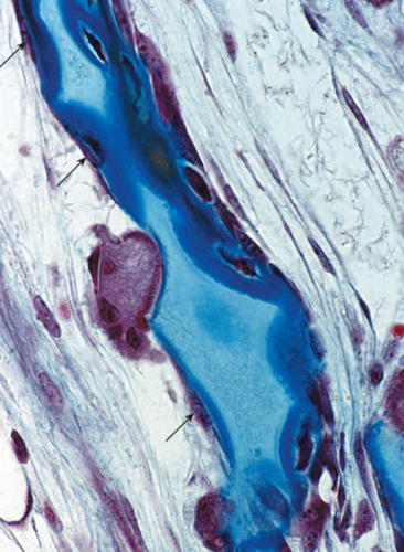 <p>what type of bone cell is this?</p>