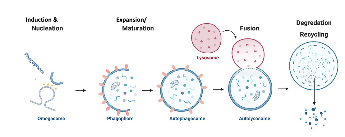 <p>omegasome (induction &amp; nucleation) → phagophore → autophagosome (expansion/maturation) → autolysosome (fusion of autophagosome with lysosome) → degradation and recycling</p>