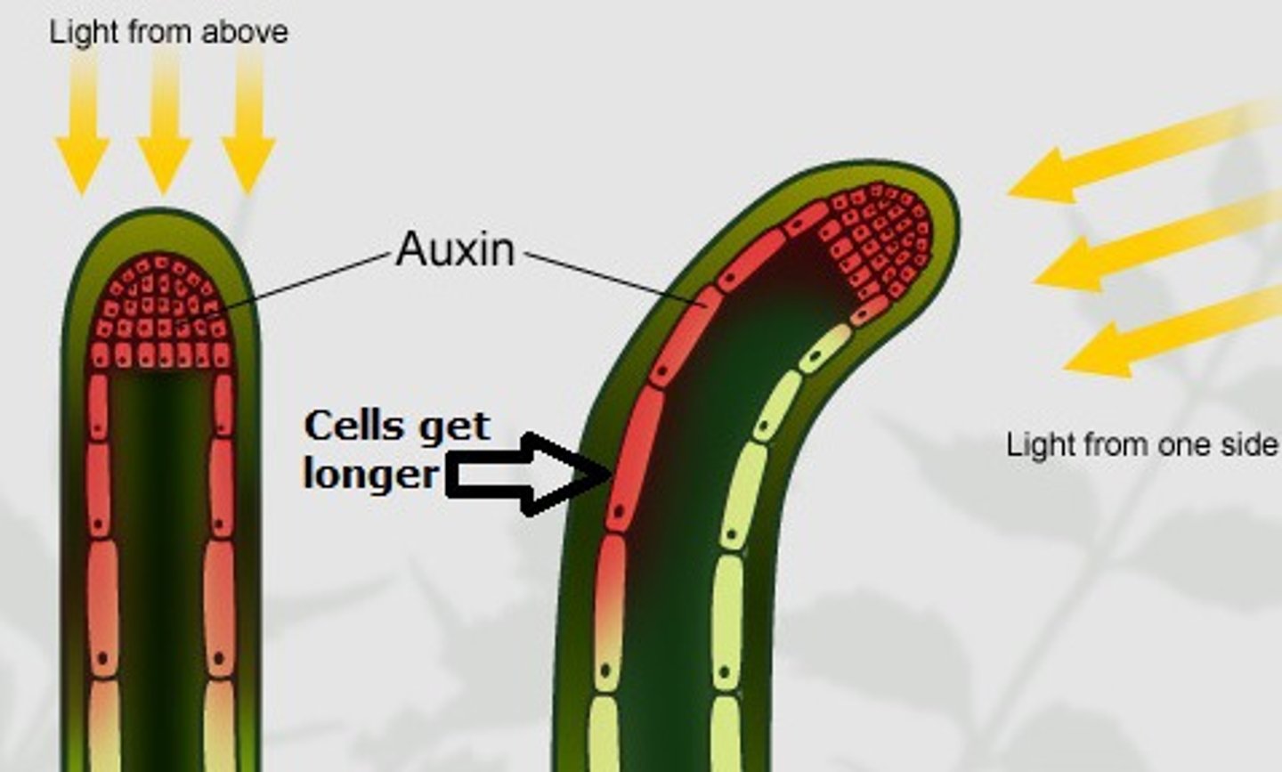 <p>(IAA):</p><p>Root growth</p><p>Stimulate cell elongation, apical dominance (growth at the tip), root formation, and phototropism (growing toward light). They are crucial for shaping plant structure.</p>