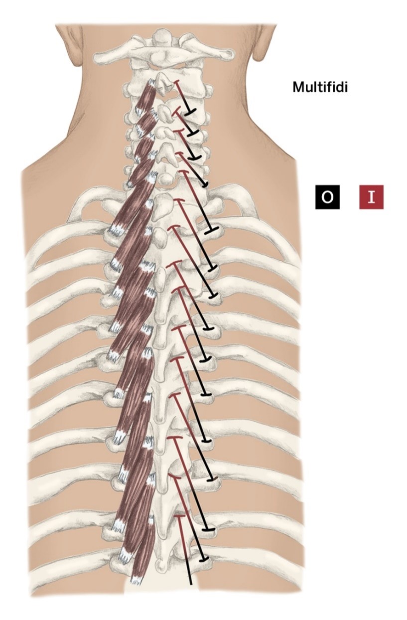 <p>O- Sacrum; Cervical through lumbar vertebrae: Transverse processes</p><p>I- Spinous process of vertebrae 2-4 vertebrae above origin</p><p>A- Vertebrae extension and contralateral rotation</p>