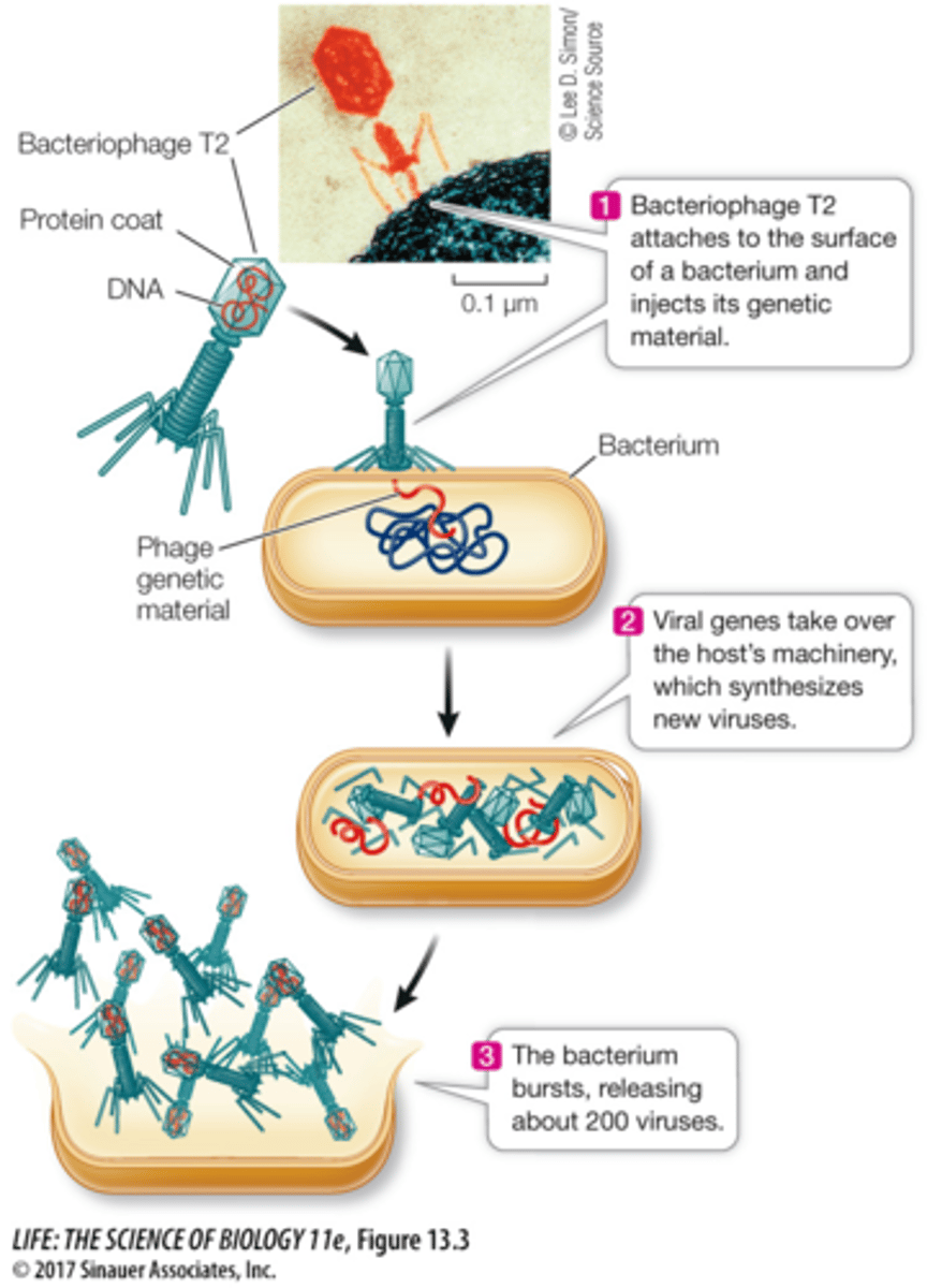 <p>- Used Escherichia coli and bacteriophage T2 that infects i</p><p>- Used radioisotopes 32P and 35S to label DNA and protein in bacteriophage</p><p>- Demonstrated DNA enters bacterial cell during infection an directs viral reproduction</p><p>- Therefore, DNA, not protein, is the genetic material</p>