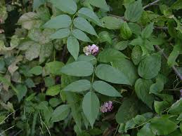 <p>Groundnut</p>