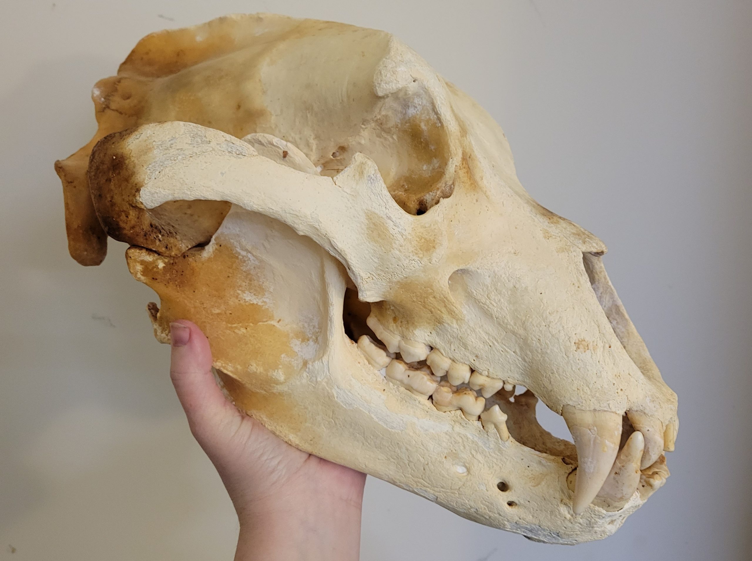 <p><u>Skull</u>: steep drop between forehead and rostrum</p>