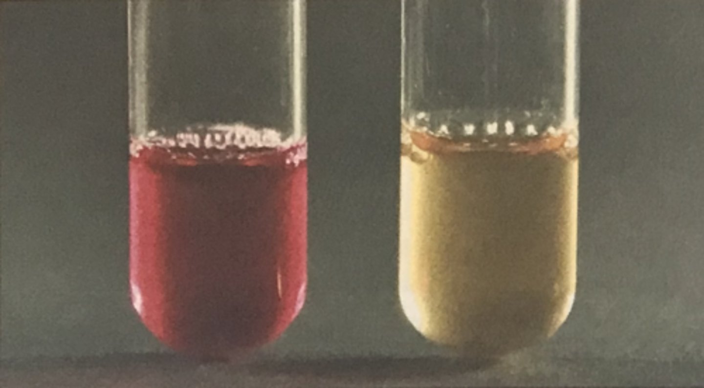 <p>MR-VP TESTS (VP test)</p><p>No color change (or development of copper color) indicates . . .</p>
