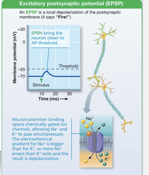 <ul><li><p><strong>Definition:</strong> Neurotransmitter binding <strong>depolarizes the postsynaptic membrane</strong></p></li><li><p><strong>Key point:</strong> Produces <strong>EPSPs, not action potentials</strong></p></li><li><p><strong>Goal:</strong> Bring the <strong>axon hillock</strong> closer to threshold so an <strong>AP can be triggered</strong></p></li></ul><p></p>