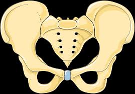 <p>Identify the bone.</p>