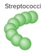 <p>streptococci</p>